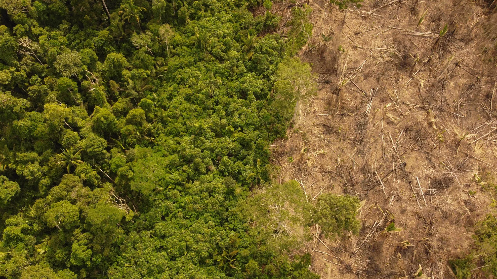 Novo estudo mostra que extração madeireira e queimadas prejudicam mais o clima do que o desmatamento